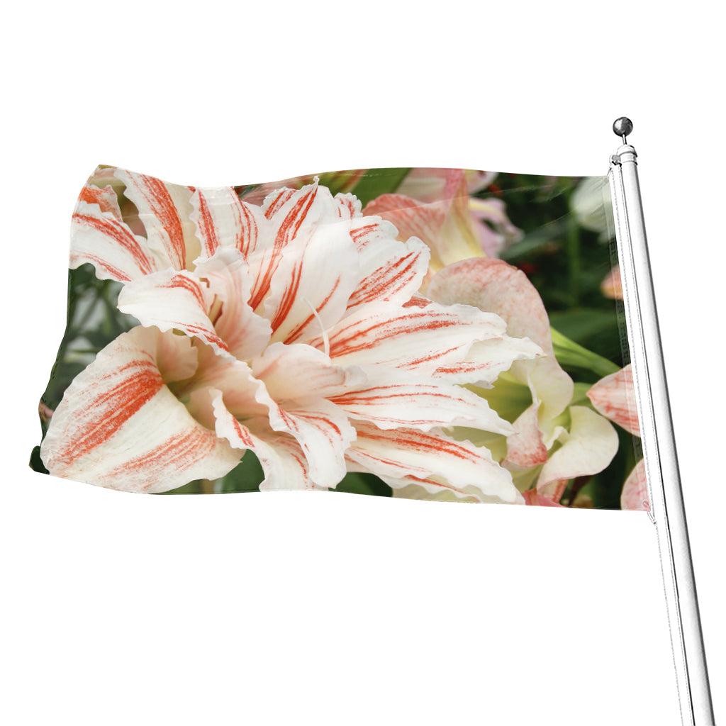 White And Pink Amaryllis Print Flag