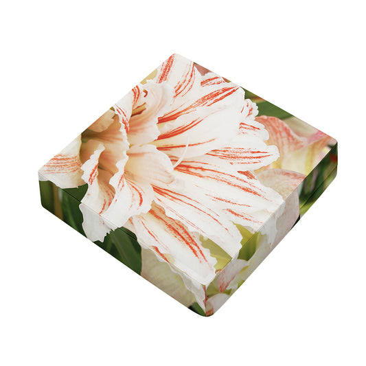 White And Pink Amaryllis Print Outdoor Seat Cushion Cover