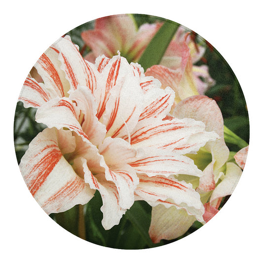 White And Pink Amaryllis Print Round Blanket