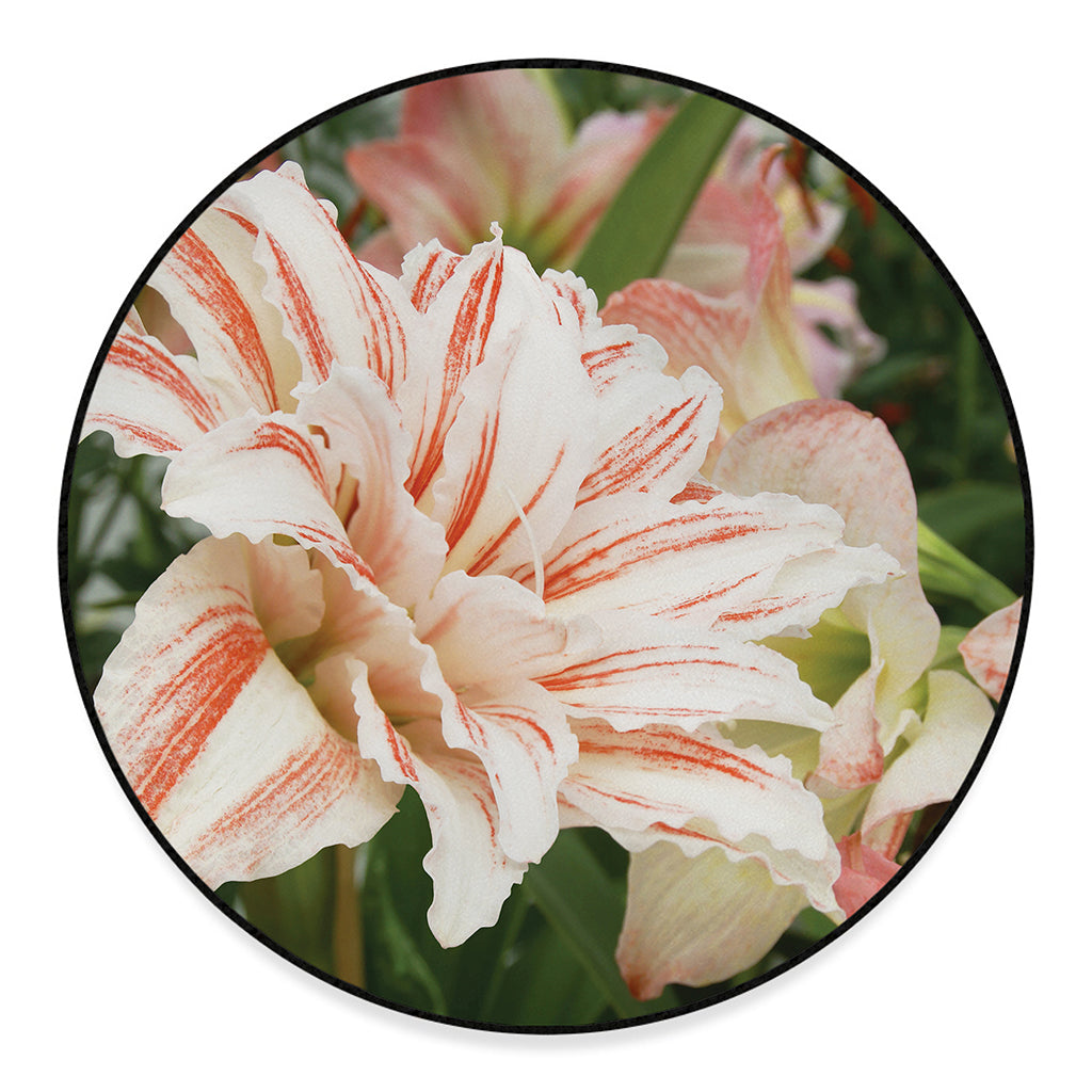 White And Pink Amaryllis Print Round Floor Mat