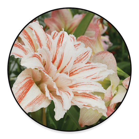 White And Pink Amaryllis Print Round Floor Mat