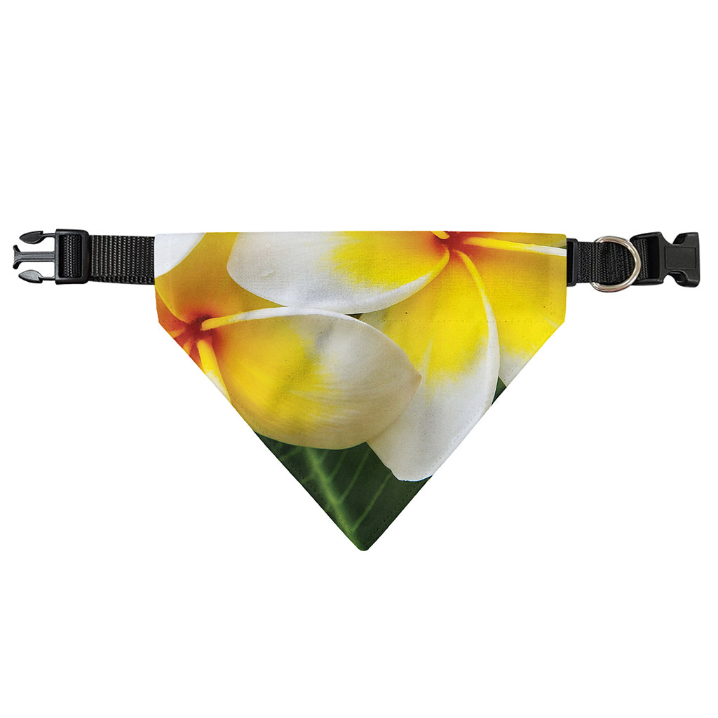 White And Yellow Plumeria Flower Print Over The Collar Dog Bandana