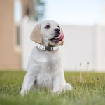 White Grey And Purple Tattersall Print Dog Collar