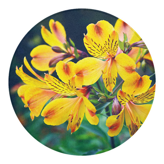 Yellow Alstroemeria Print Round Blanket