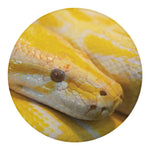 Yellow And White Python Snake Print Round Blanket