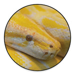 Yellow And White Python Snake Print Round Floor Mat