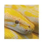 Yellow And White Python Snake Print Silk Bandana