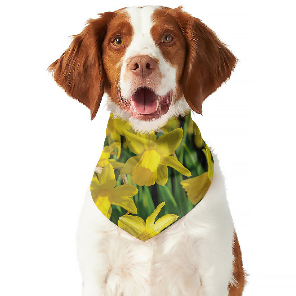 Yellow Daffodil Flower Print Dog Bandana