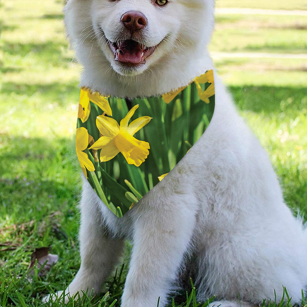 Yellow Daffodil Flower Print Over The Collar Dog Bandana