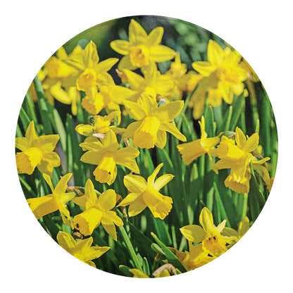 Yellow Daffodil Flower Print Round Blanket
