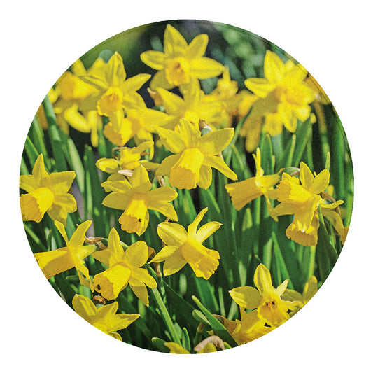 Yellow Daffodil Flower Print Round Blanket