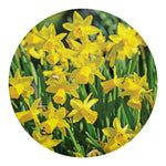 Yellow Daffodil Flower Print Round Blanket