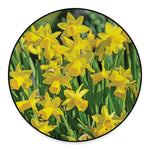 Yellow Daffodil Flower Print Round Floor Mat