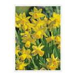 Yellow Daffodil Flower Print Sherpa Blanket