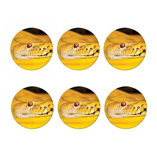 Yellow Python Snake Print Coaster Set