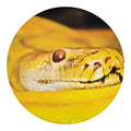 Yellow Python Snake Print Round Blanket