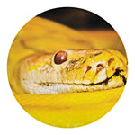 Yellow Python Snake Print Round Blanket