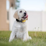 Yellow Snake Print Dog Collar