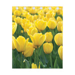 Yellow Tulip Print Curtain