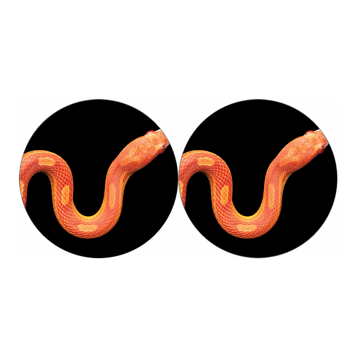 Amel Motley Corn Snake Print Car Coasters