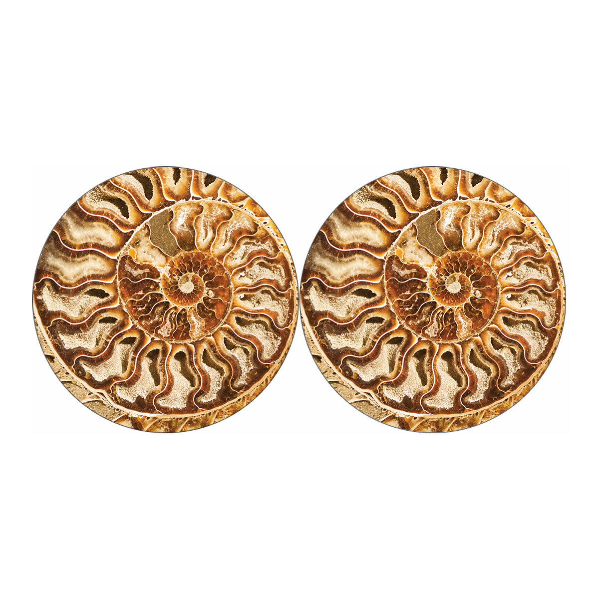 Ammonite Fossil Print Car Coasters