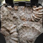 Ammonoidea Fossil Print Pet Car Back Seat Cover