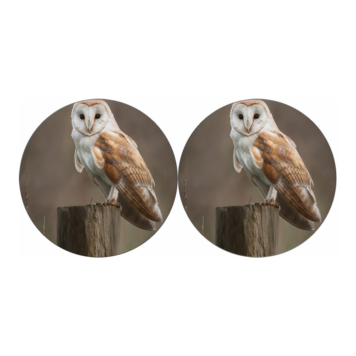 Barn Owl Print Car Coasters