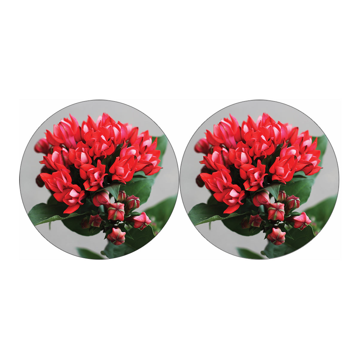Bouvardia Flower Print Car Coasters