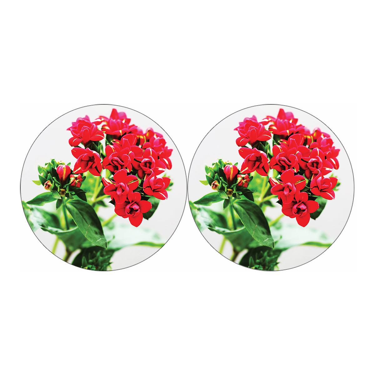 Bouvardia Plant Print Car Coasters