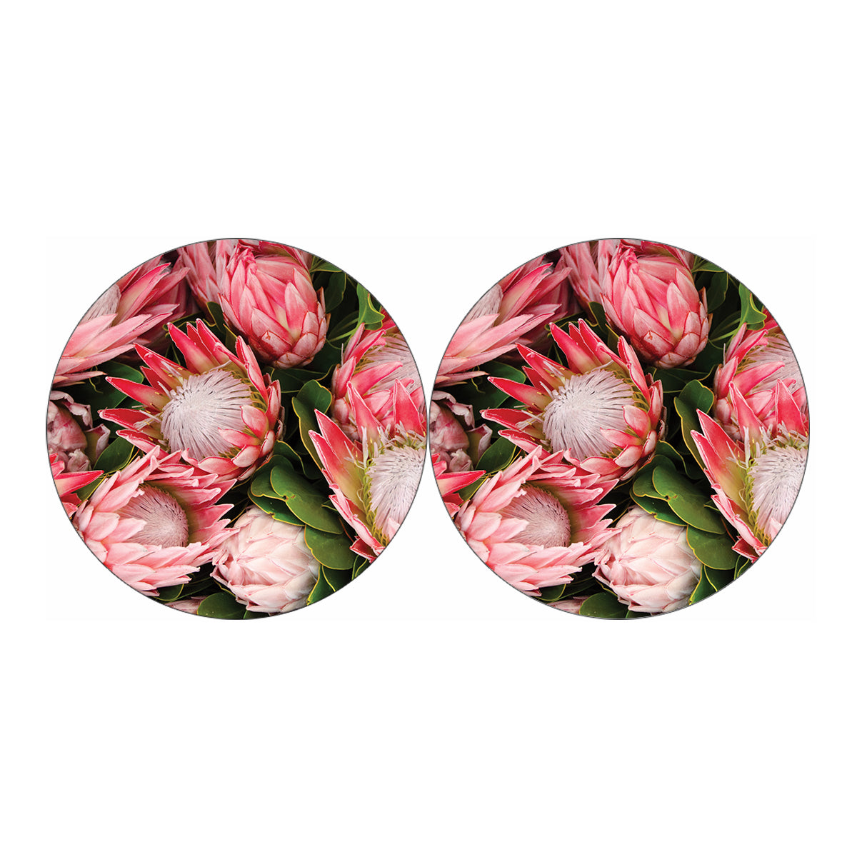 Bunches of Proteas Print Car Coasters