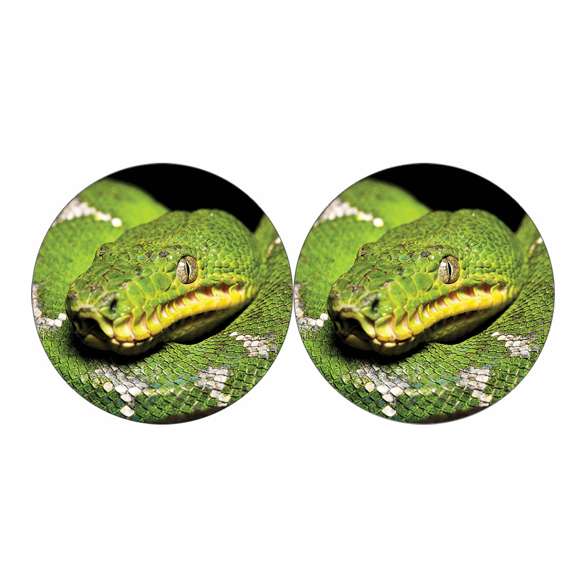 Emerald Tree Boa Snake Print Car Coasters