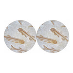 Lycoptera Fish Fossil Print Car Coasters