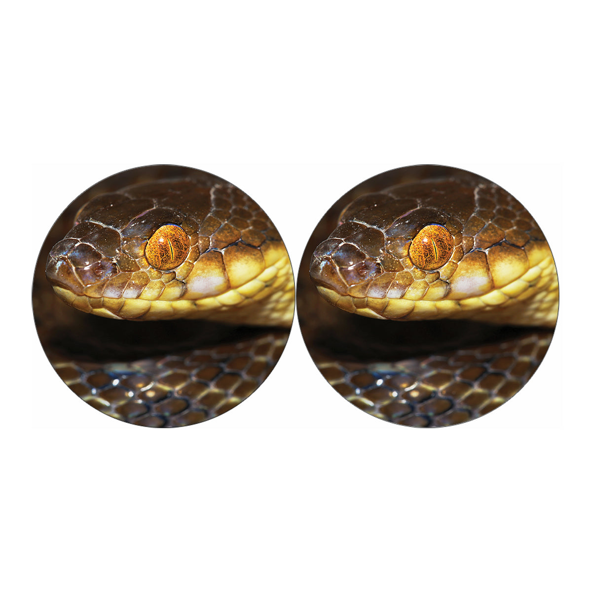 Malagasy Cat Eyed Snake Print Car Coasters