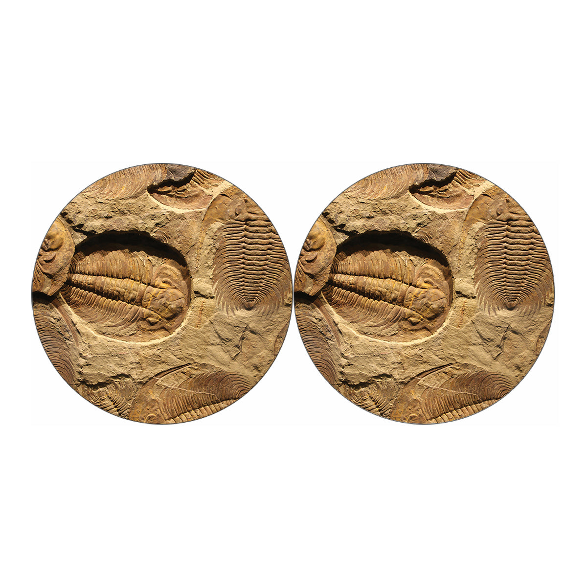 Trilobite Fossil Print Car Coasters