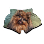 Vintage Pomeranian Portrait Muay Thai Boxing Shorts