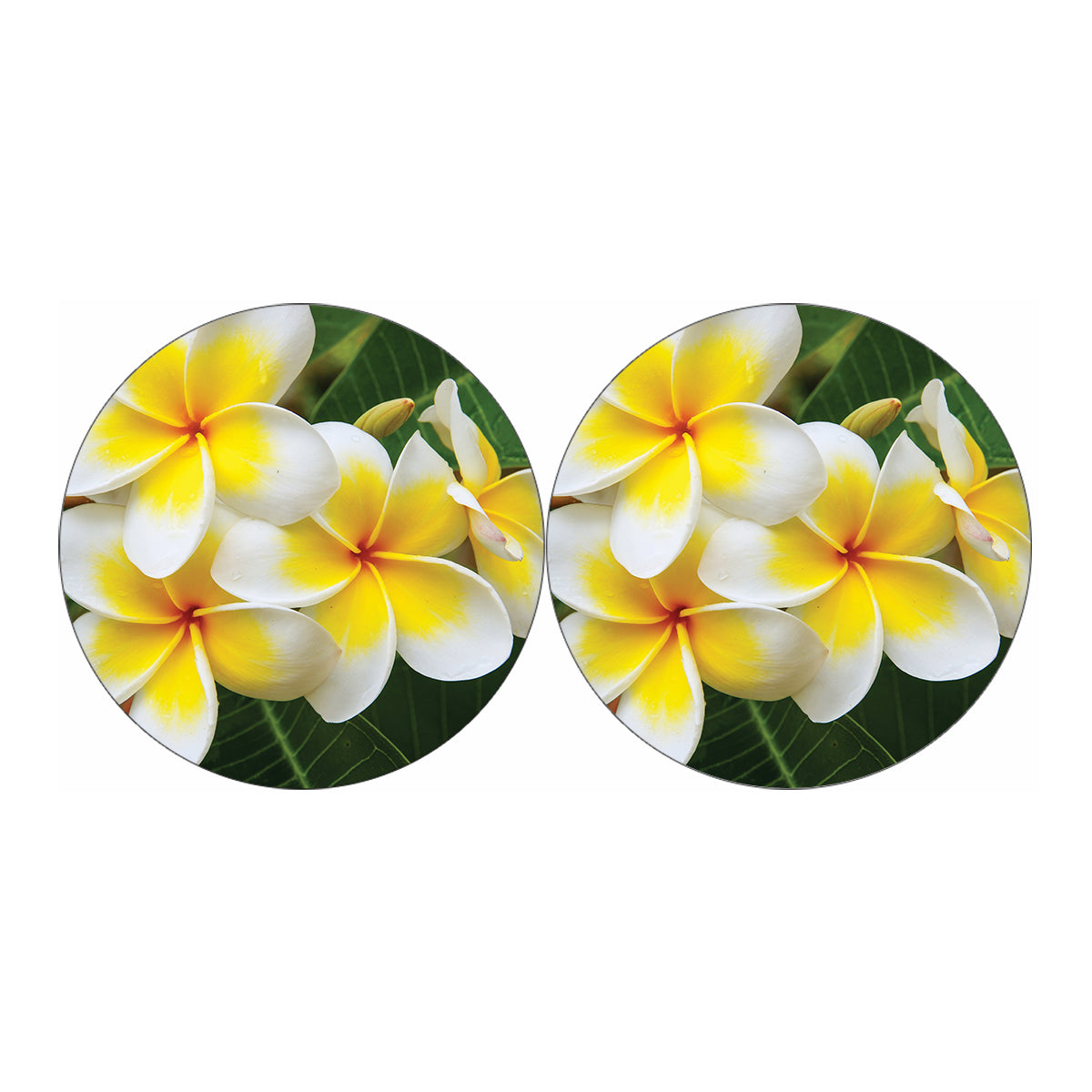 White And Yellow Plumeria Flower Print Car Coasters